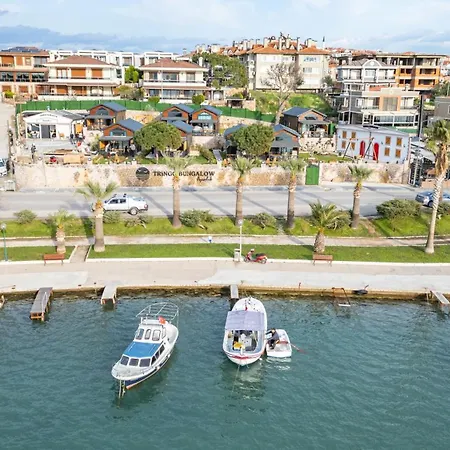Tringo * Ayvalik